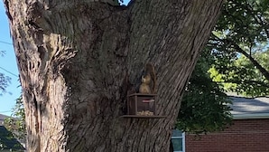 A tree with a birdhouse on its trunk.