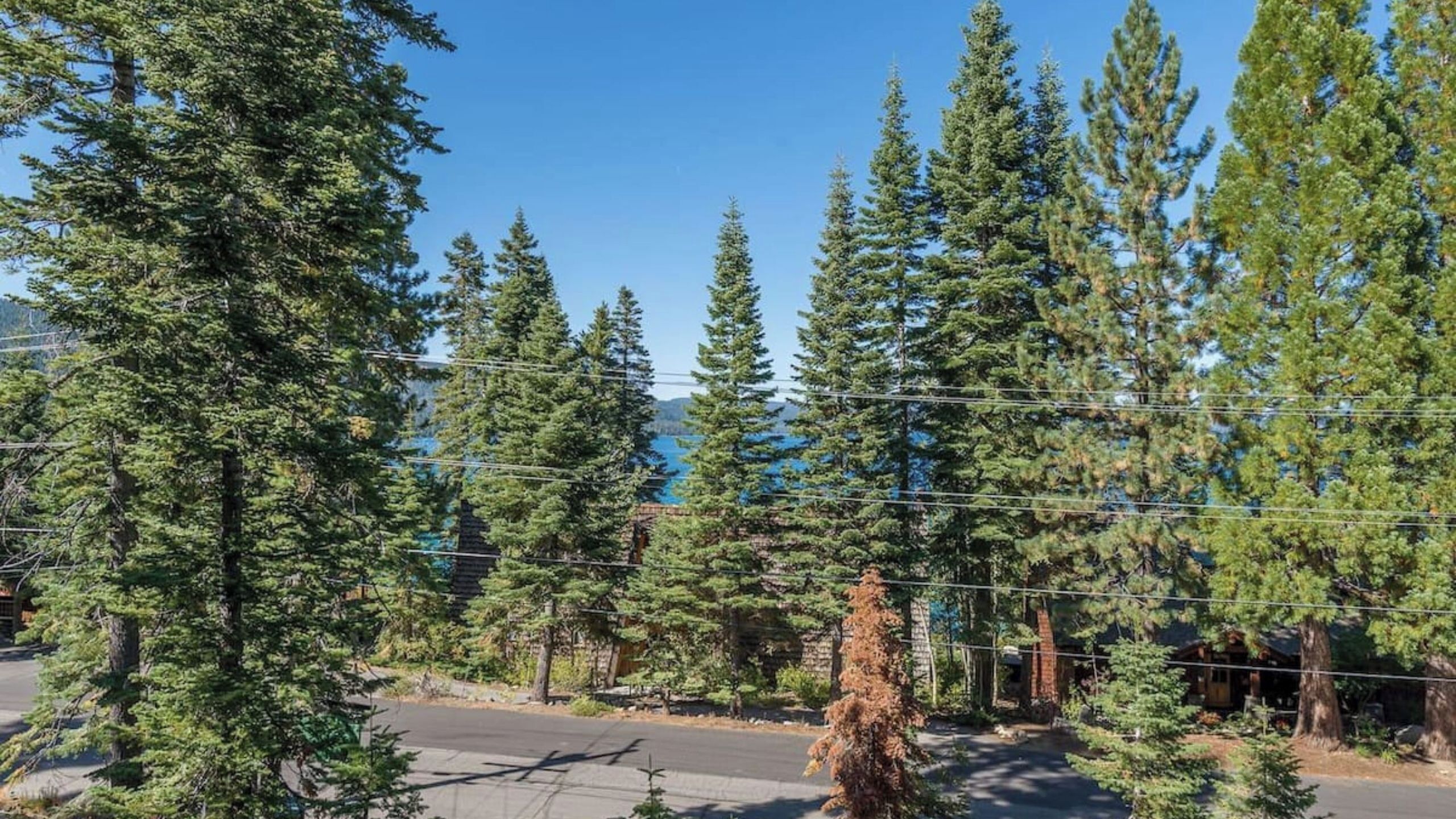 A road with tall evergreen trees on both sides, a clear blue sky, and a distant view of a body of water.