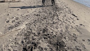 A sandy beach with footprints, a clear sky, and leafless trees.