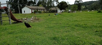 Country Inn