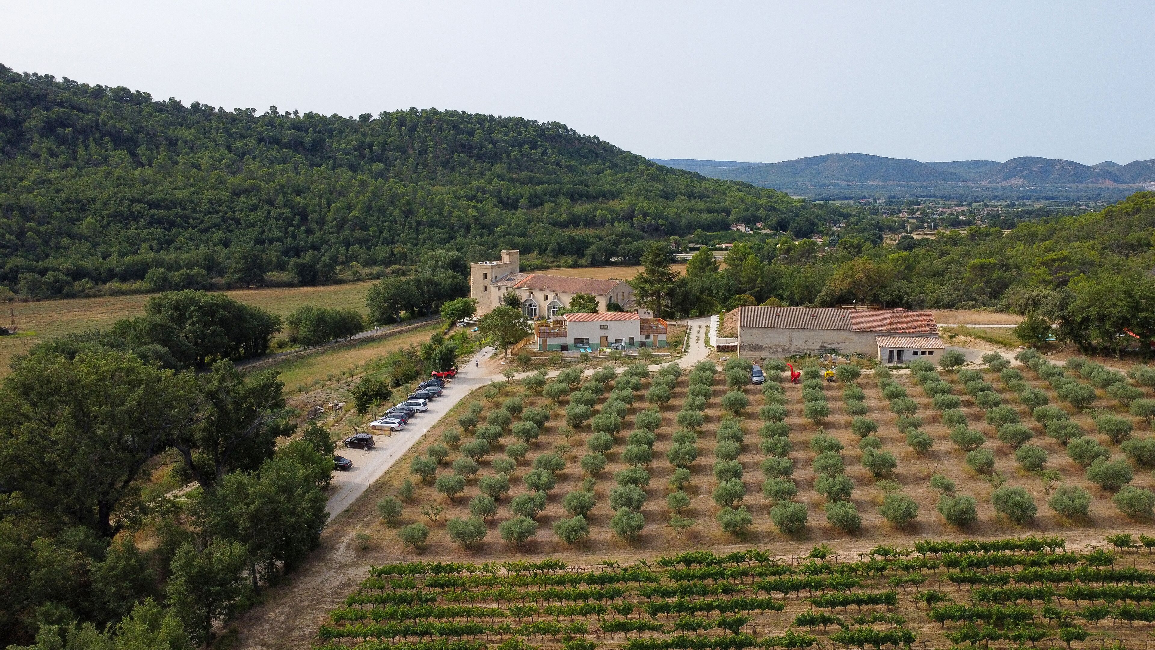 A vineyard with rows of grapevines, a building with a red roof, and a parking area with several cars.