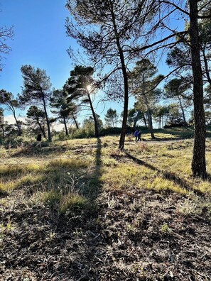 Family Cabin | View from room