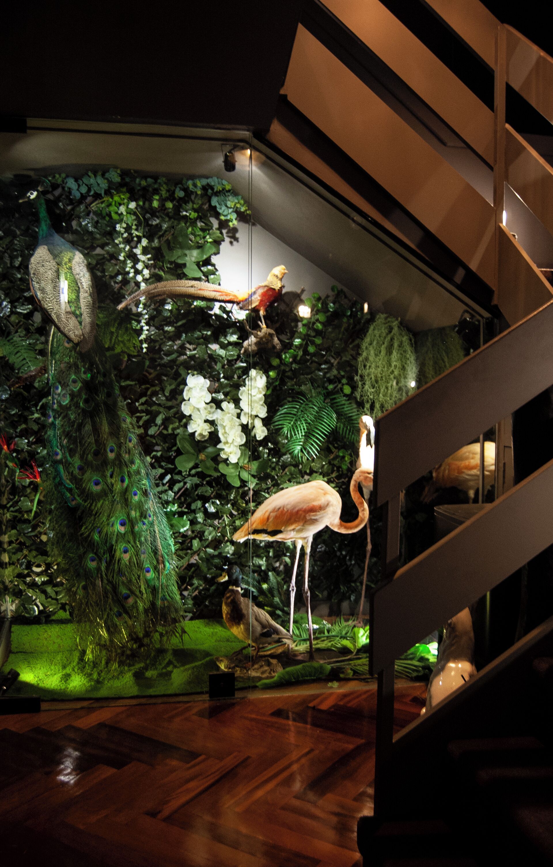Uma escadaria com um recinto de vidro contendo um pavão, um flamingo e um pássaro empoleirado em um galho.