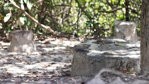 Un entorno natural al aire libre con un banco de piedra rodeado de árboles y follaje.