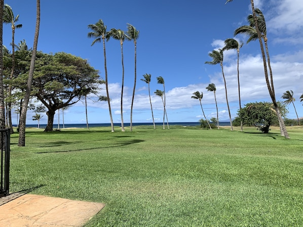 A grassy area with palm trees and a large tree in the foreground.
