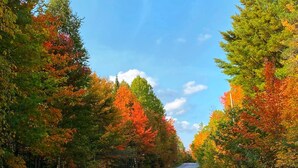 A paved road flanked by trees with autumn foliage. - Charming 2-bedroom cottage by the water (Utterson)