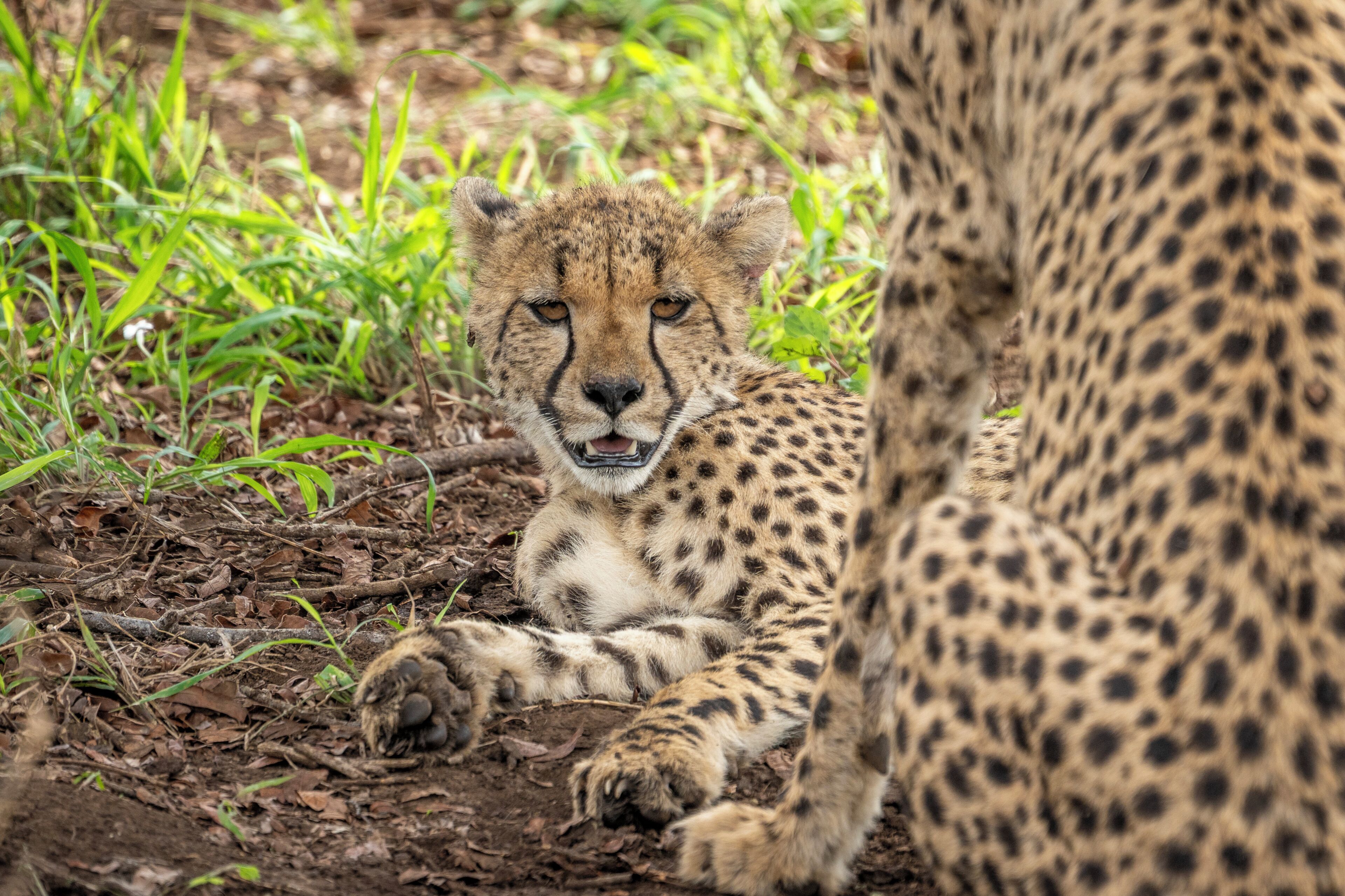 A cheetah lying on the ground with a blurred background of greenery.