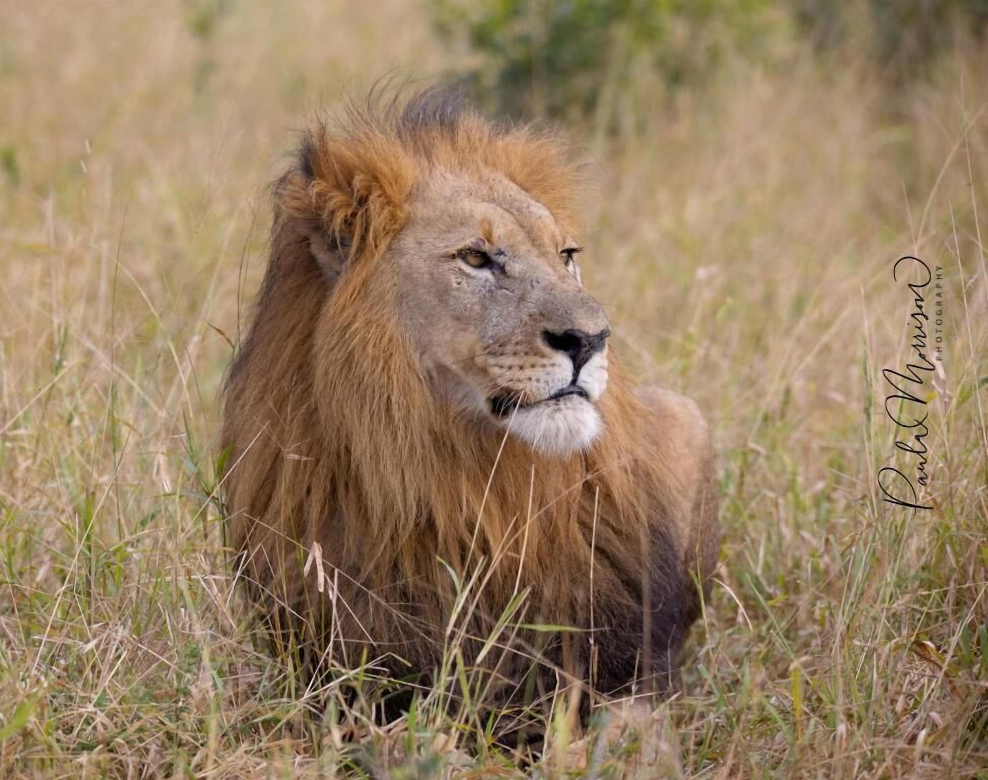 A lion lying in tall grass.