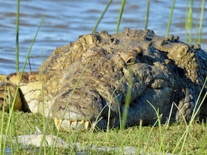 Osservazione di fauna selvatica