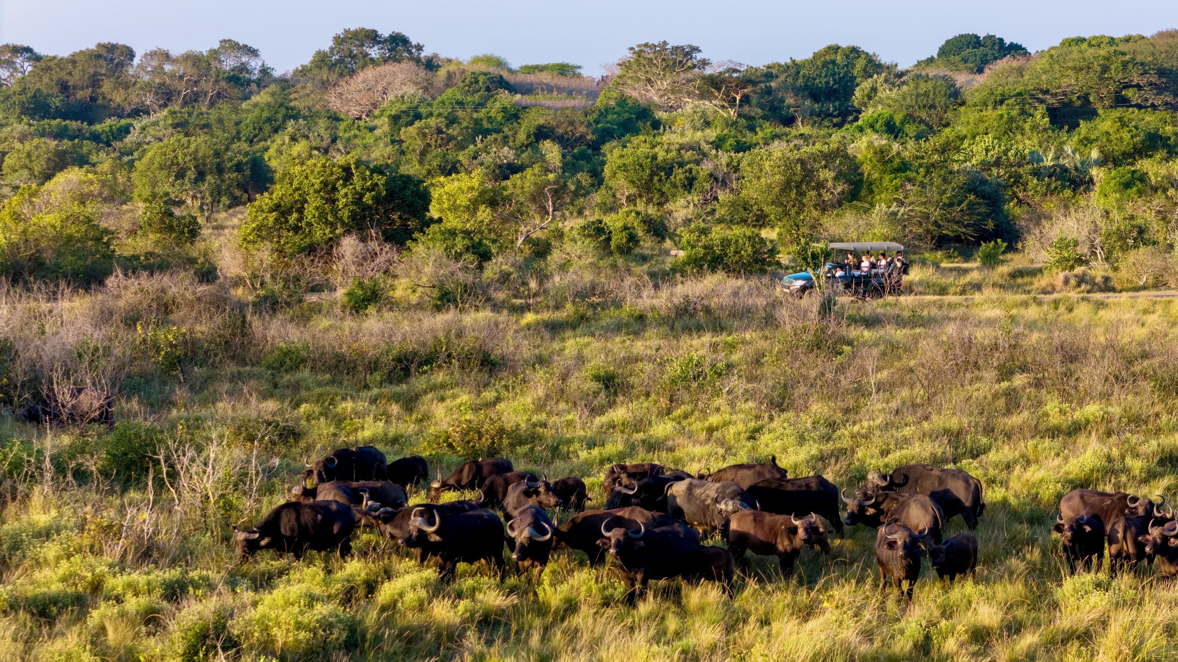 A herd of cattle grazing in a grassy field with a vehicle and people in the background.