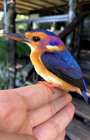 Osservazione di fauna selvatica