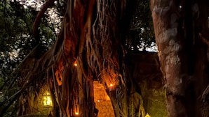 A rustic outdoor setting with a treehouse illuminated by lanterns, surrounded by natural foliage. - Makakatana Bay Lodge (Makakatana)