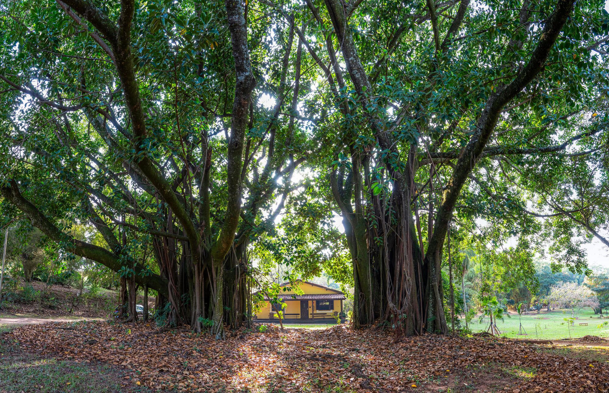 A yellow building surrounded by large trees with extensive roots.