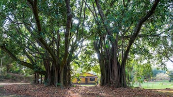 A yellow building surrounded by large trees with extensive roots.