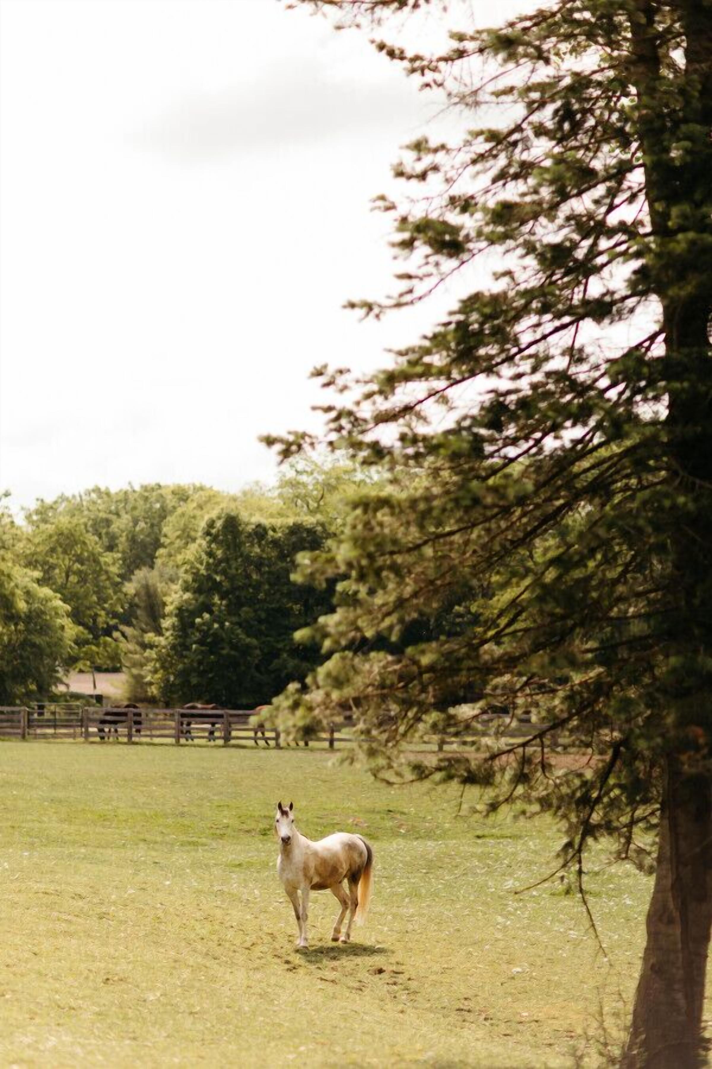 A horse in a grassy field with trees in the background.