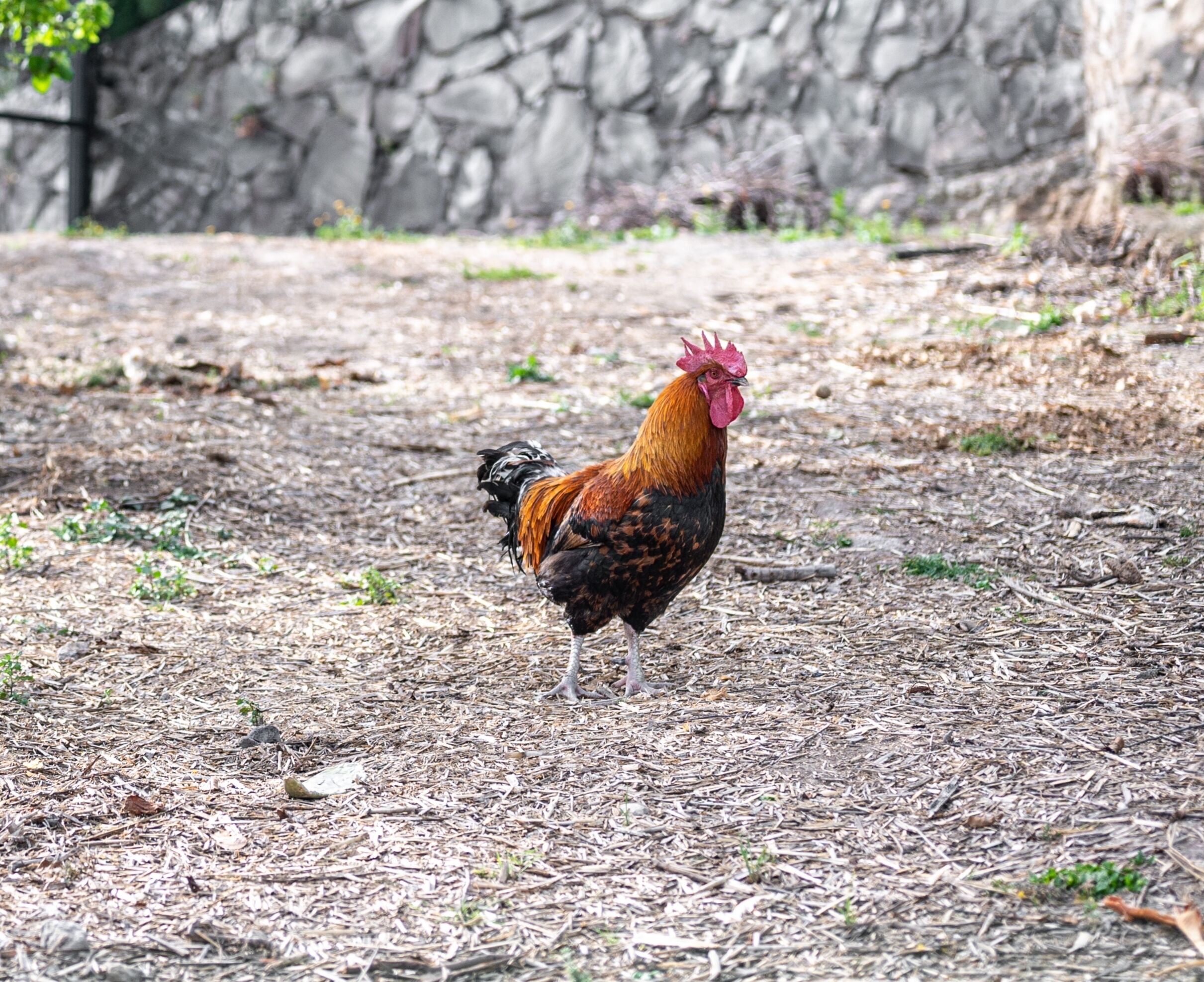 A rooster standing on a ground covered with wood chips and small plants, with a stone wall in the background.