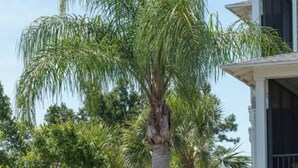 Un immeuble résidentiel doté d’une pelouse bien entretenue et de palmiers.