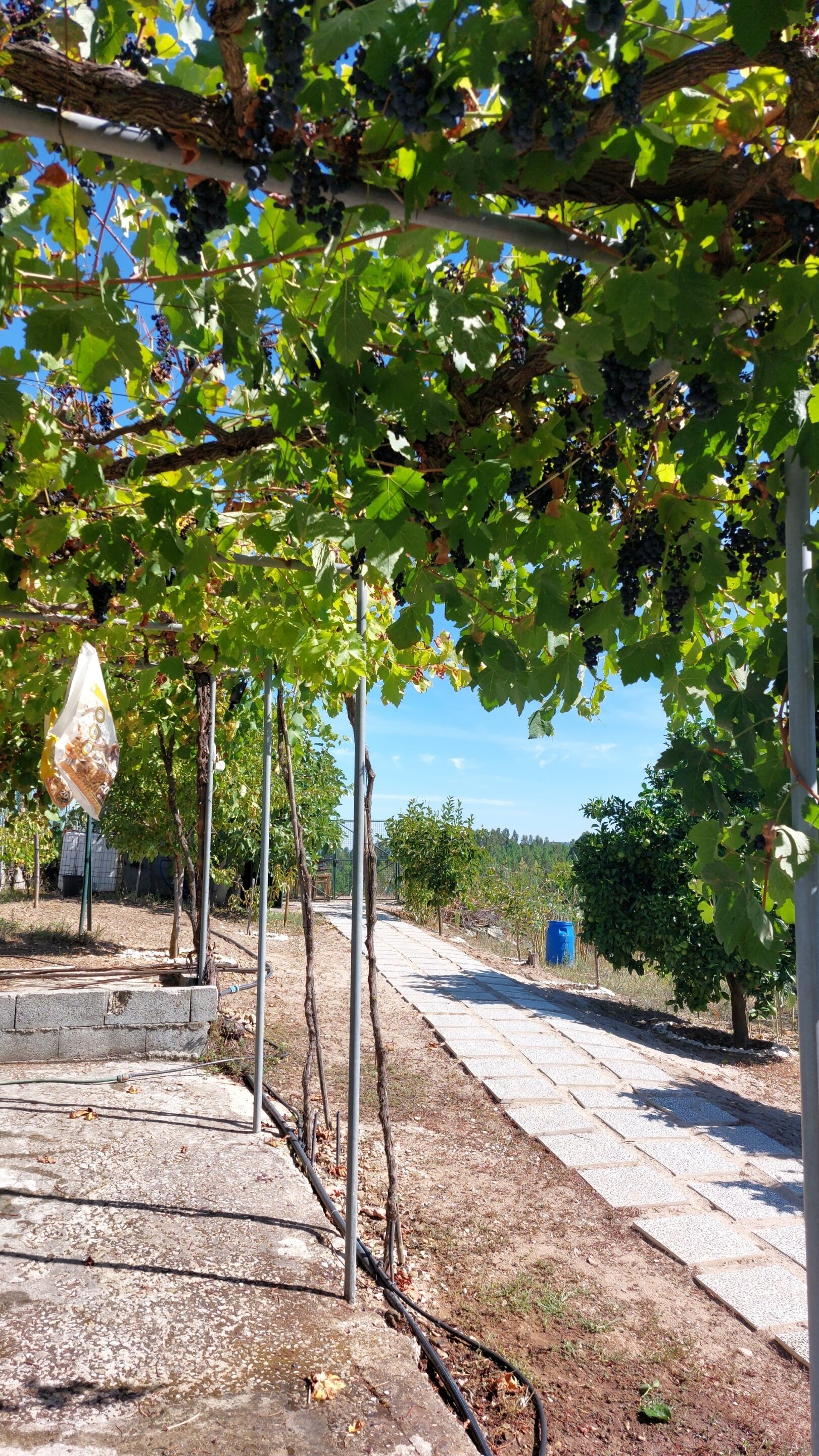 Photo - Quinta Penedo das Antas - AL