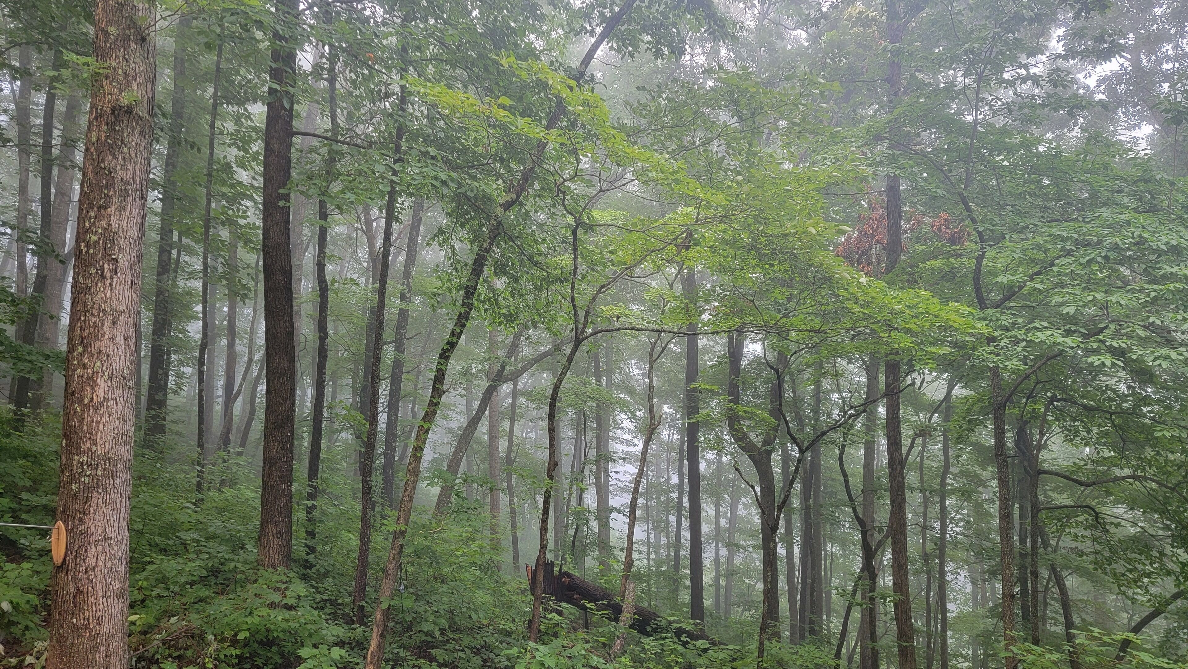 A dense forest with tall trees and thick underbrush.