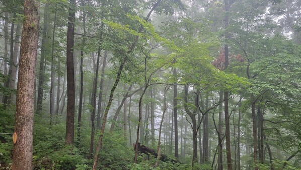 A dense forest with tall trees and thick underbrush.