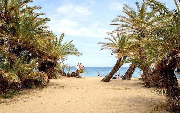 Un camino de arena bordeado de palmeras que lleva al mar.