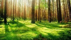 A forest with tall trees and sunlight filtering through the leaves. - Rabbits Warren Sleeps 4 Bike-friendly (Blakeney)