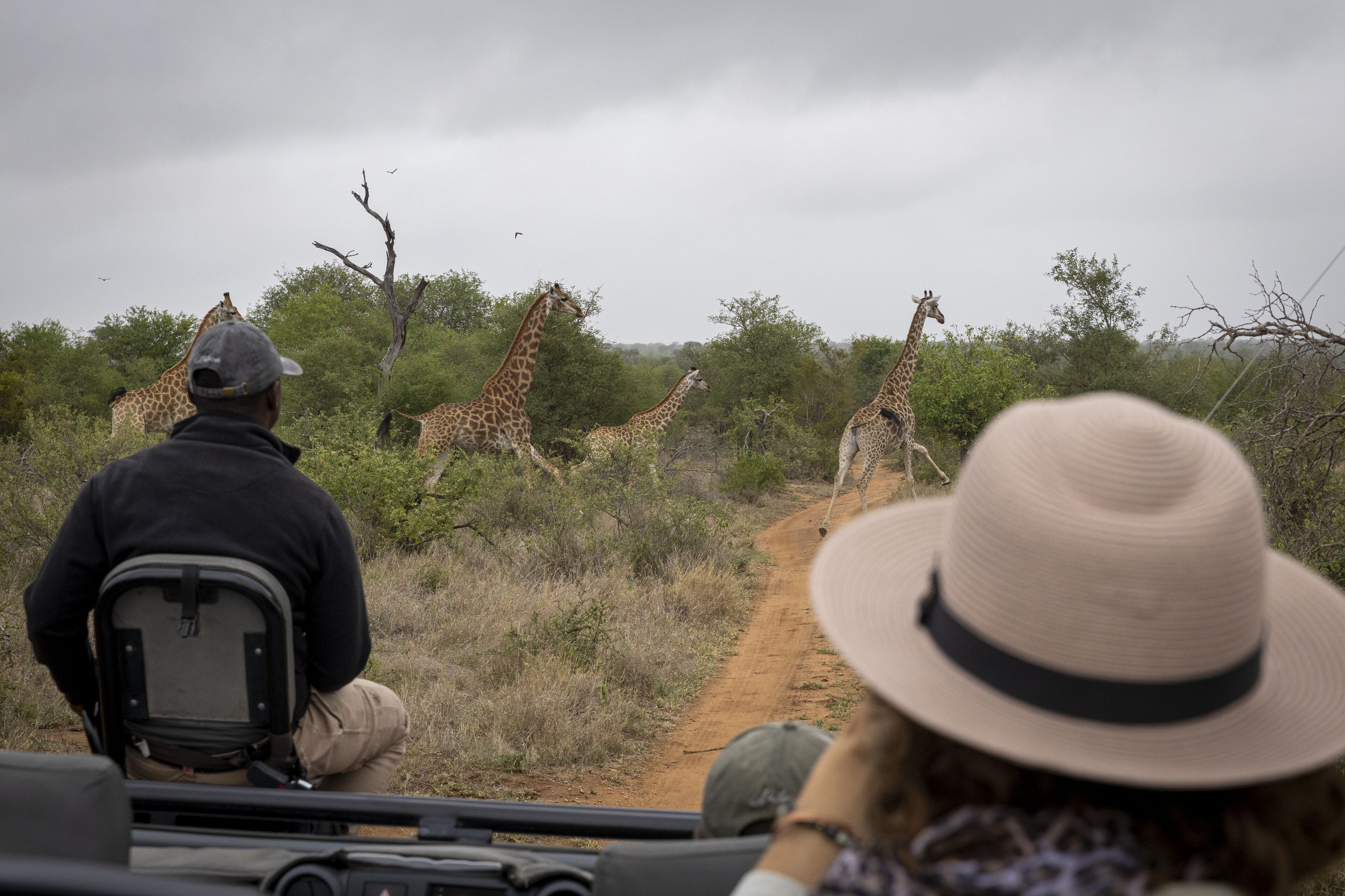 A safari vehicle with passengers observing giraffes in a natural setting.
