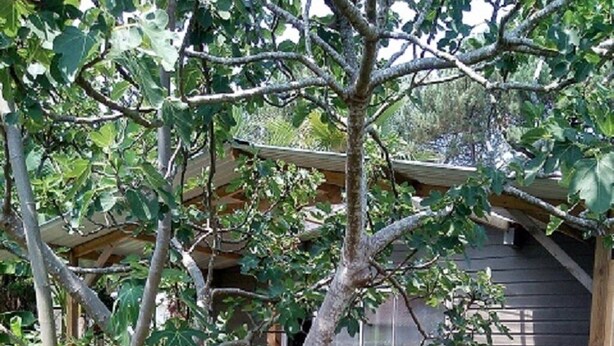 Une pergola en bois avec des sièges extérieurs, entourée d’arbres et de végétation.