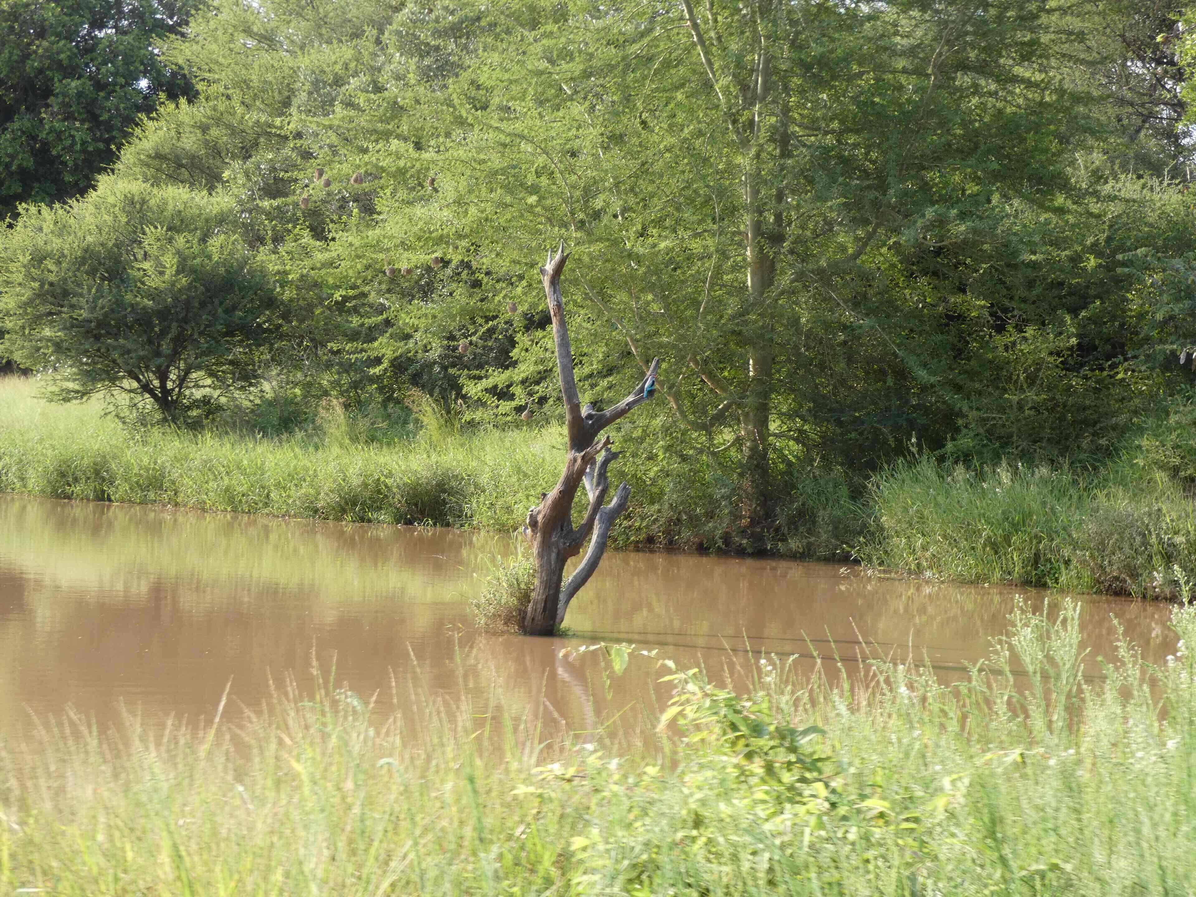 Un paisaje natural con río, árboles y pasto.