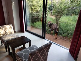 Memory foam beds, iron/ironing board, free WiFi