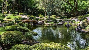 A serene garden with a pond, a wooden bridge, and well-manicured bushes. - voco Guadalajara Neruda by IHG (Guadalajara)