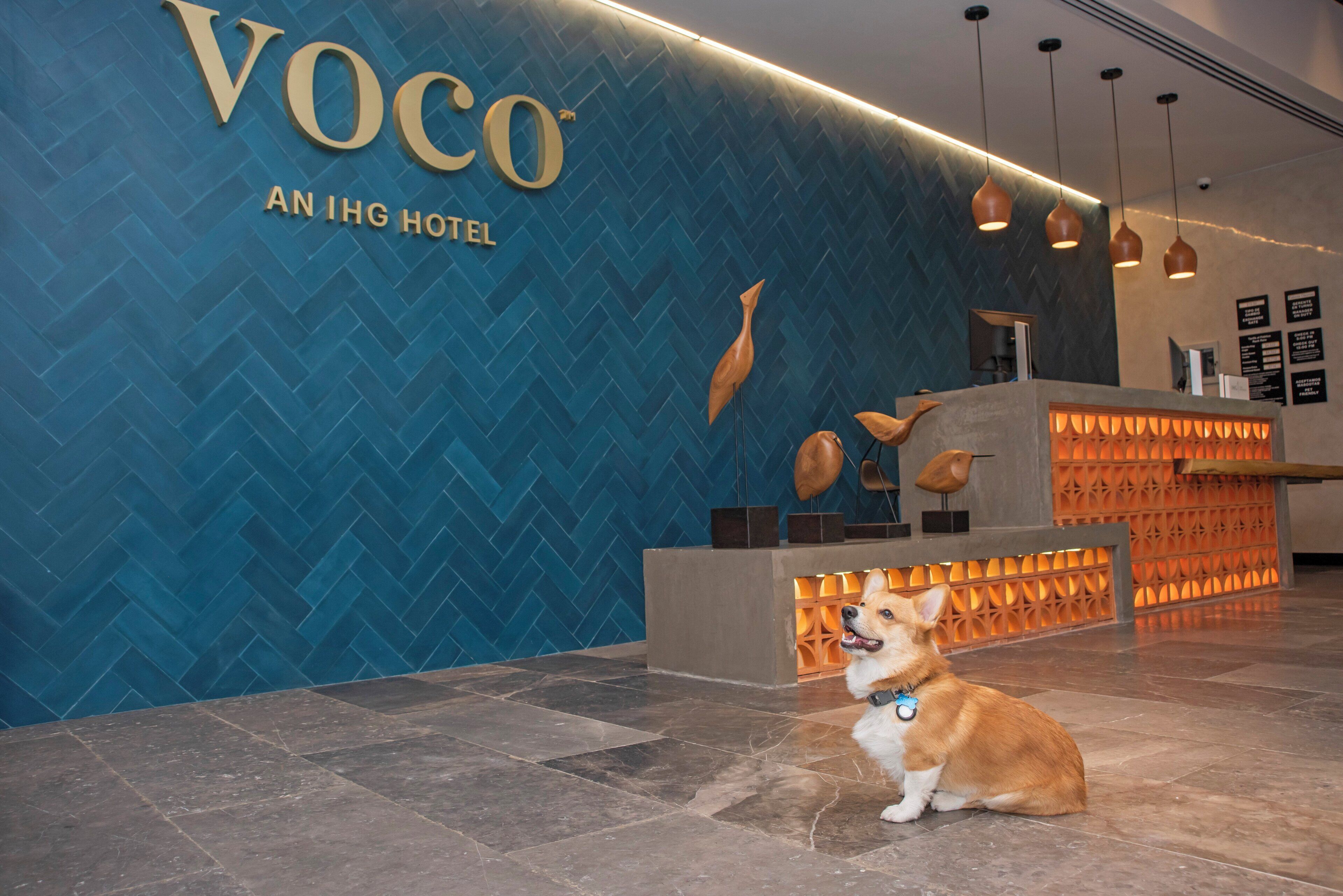 A hotel reception area with a herringbone-patterned wall, a reception desk, and a dog sitting in the foreground.