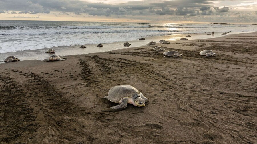 Ostional Turtle Lodge