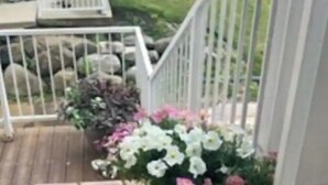Une terrasse en bois avec une balustrade blanche, un pot de fleurs contenant des fleurs blanches et roses, et une zone herbeuse en arrière-plan.
