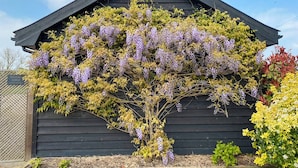 Ein Holzkonstrukt mit geneigtem Dach und einem Garten mit violetten Blüten.