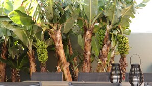A dining area with a table and chairs, surrounded by banana trees with green bananas. - Casa Familiar com Piscina (Ponta Delgada)