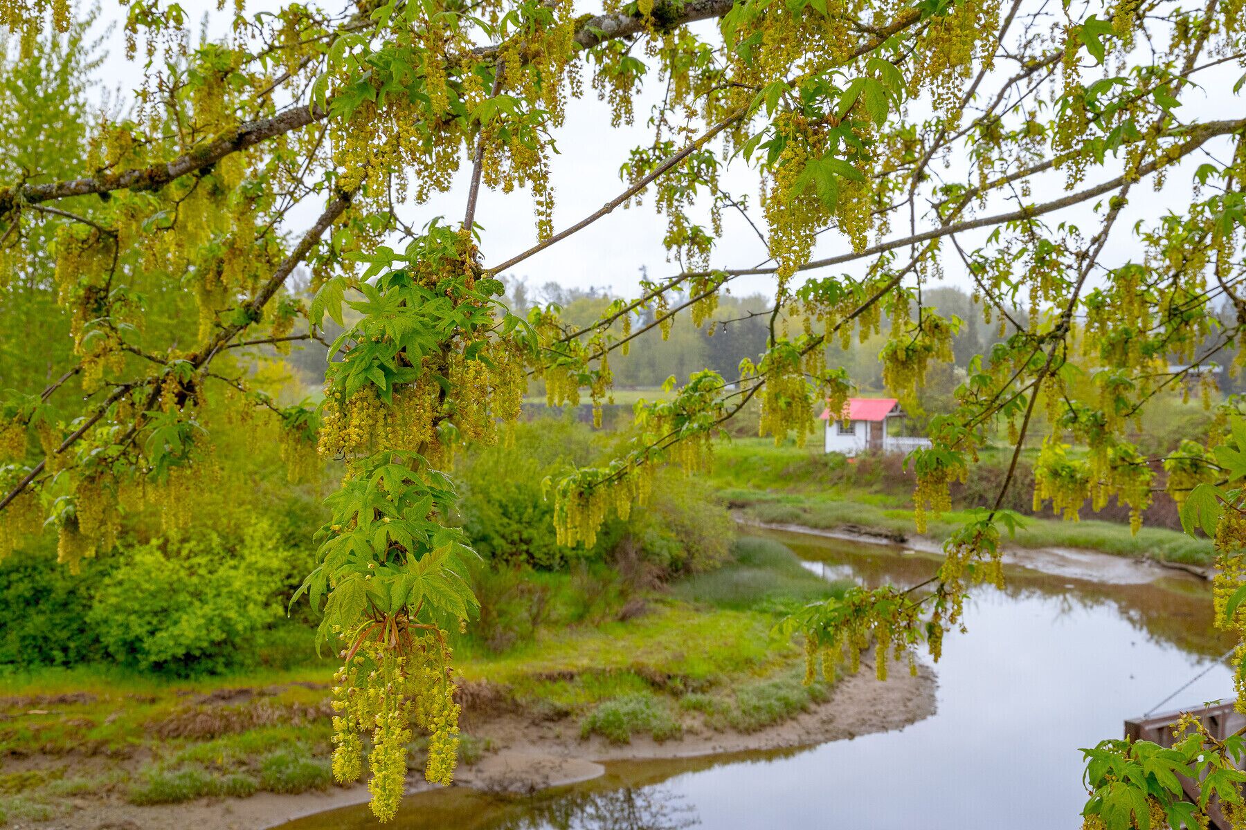Perfect Farmhouse on 4 acres in Cowichan Bay! Great gathering place.