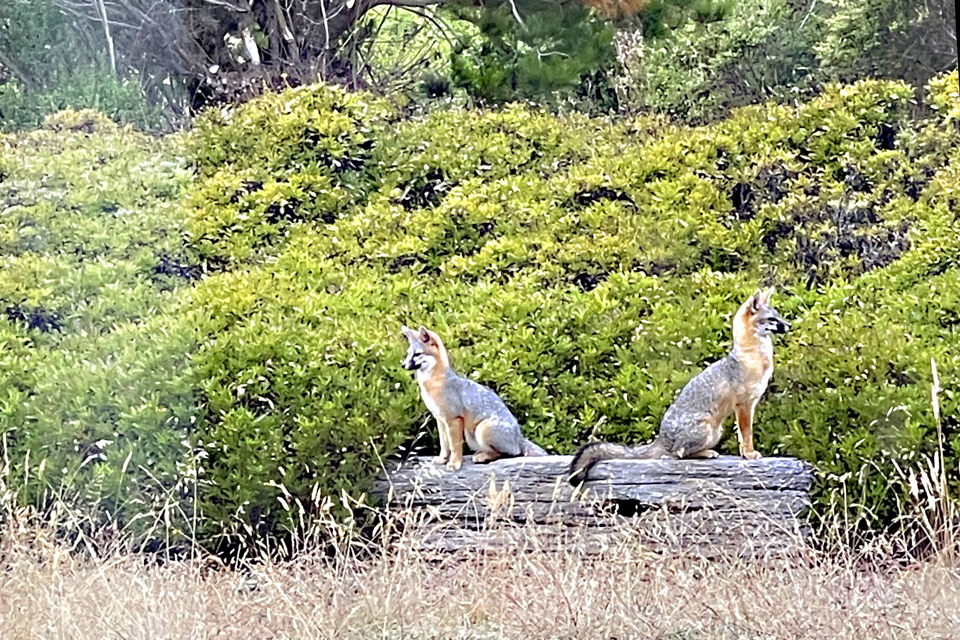 Två rävar sitter på en trädstam i en naturlig miljö, med tät, grön vegetation i bakgrunden.