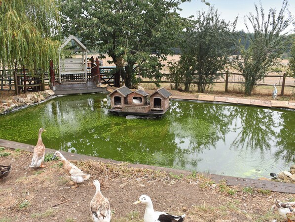 A pond with ducks, a wooden duck house, and a fenced area with trees.