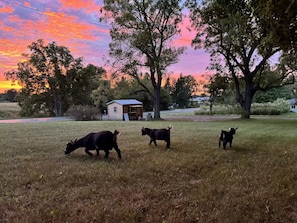 Un campo cubierto de hierba con tres vacas pastando, una pequeña construcción de madera y árboles bajo un cielo con una puesta de sol colorida.