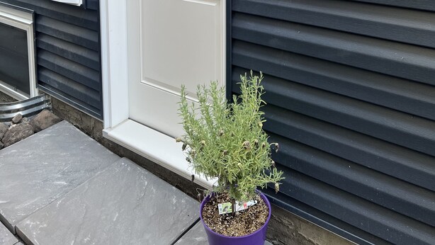 A house with a white door, a small potted plant, and a wall-mounted light fixture.