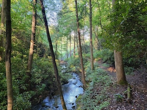 Une zone boisée traversée par un ruisseau.