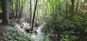 Une zone boisée avec un ruisseau, des rochers et un banc.