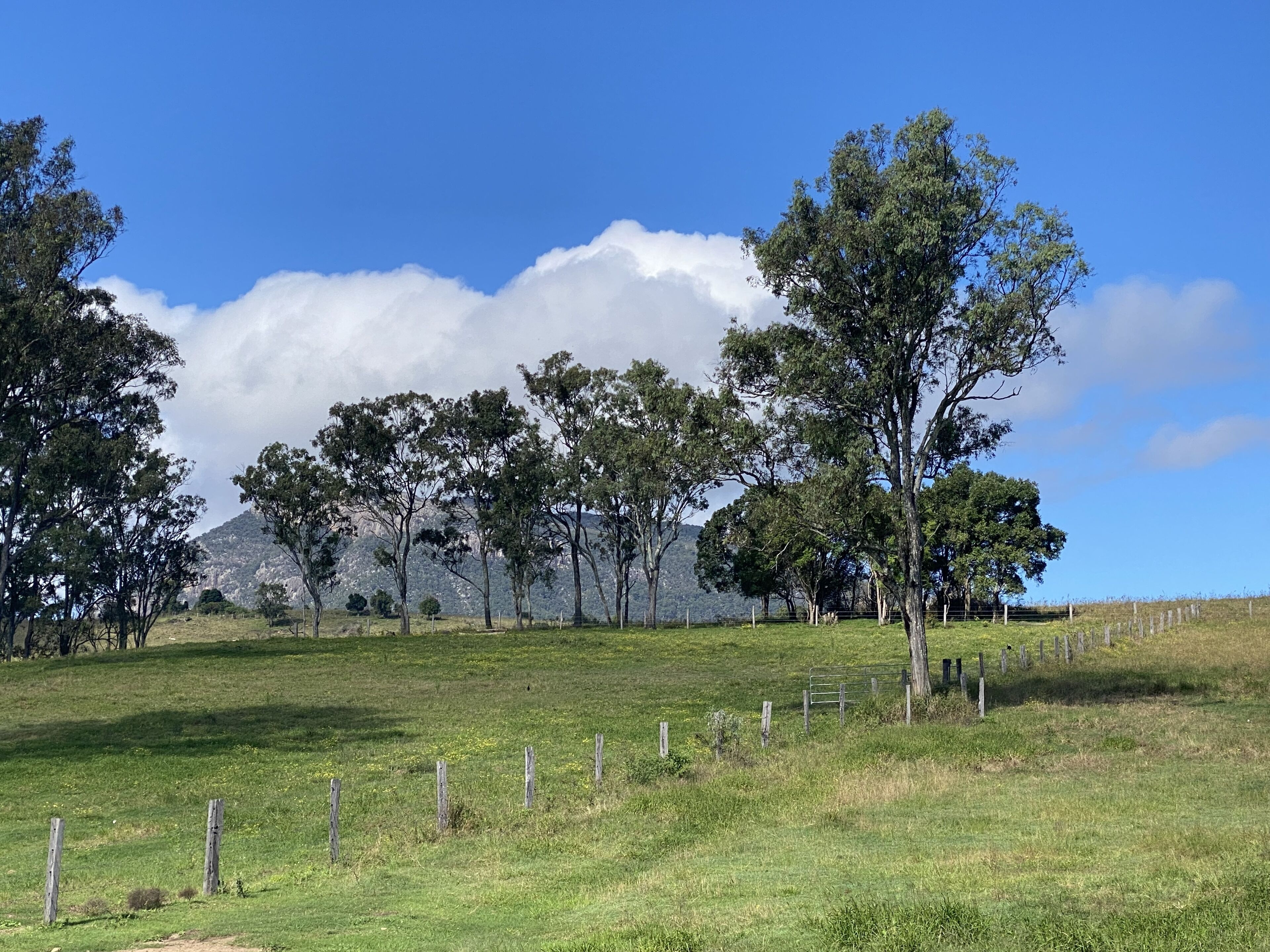 A grassy field with trees and a mountain in the background.