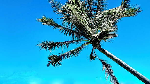Une plage à l’eau turquoise et limpide, un palmier et, au loin, deux petites îles.