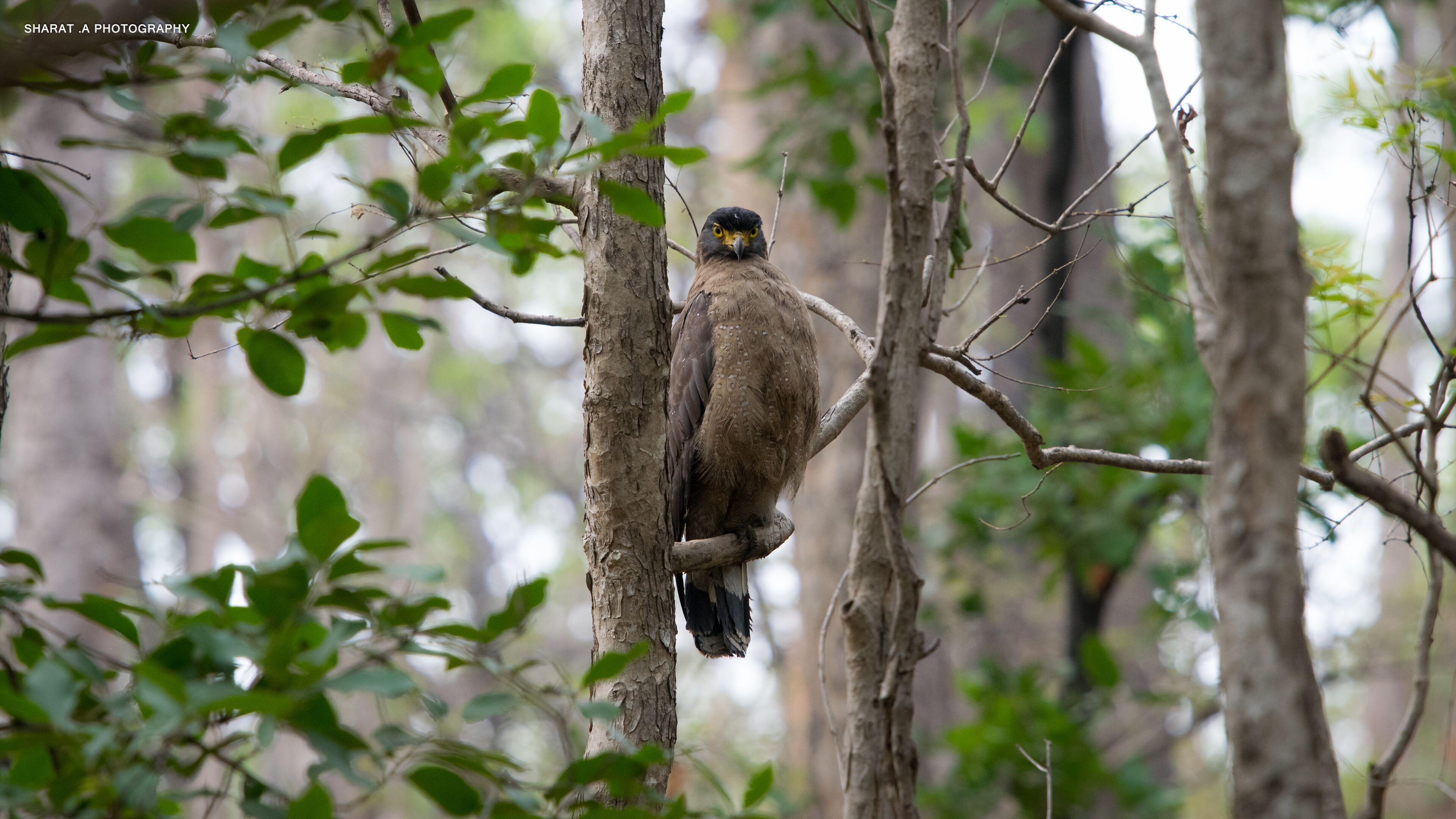 A bird perched on a tree branch in a forest.