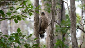 A bird perched on a tree branch in a forest.