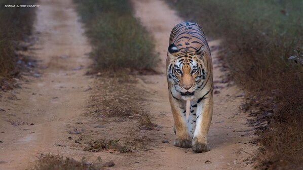 A tiger walking on a dirt path.