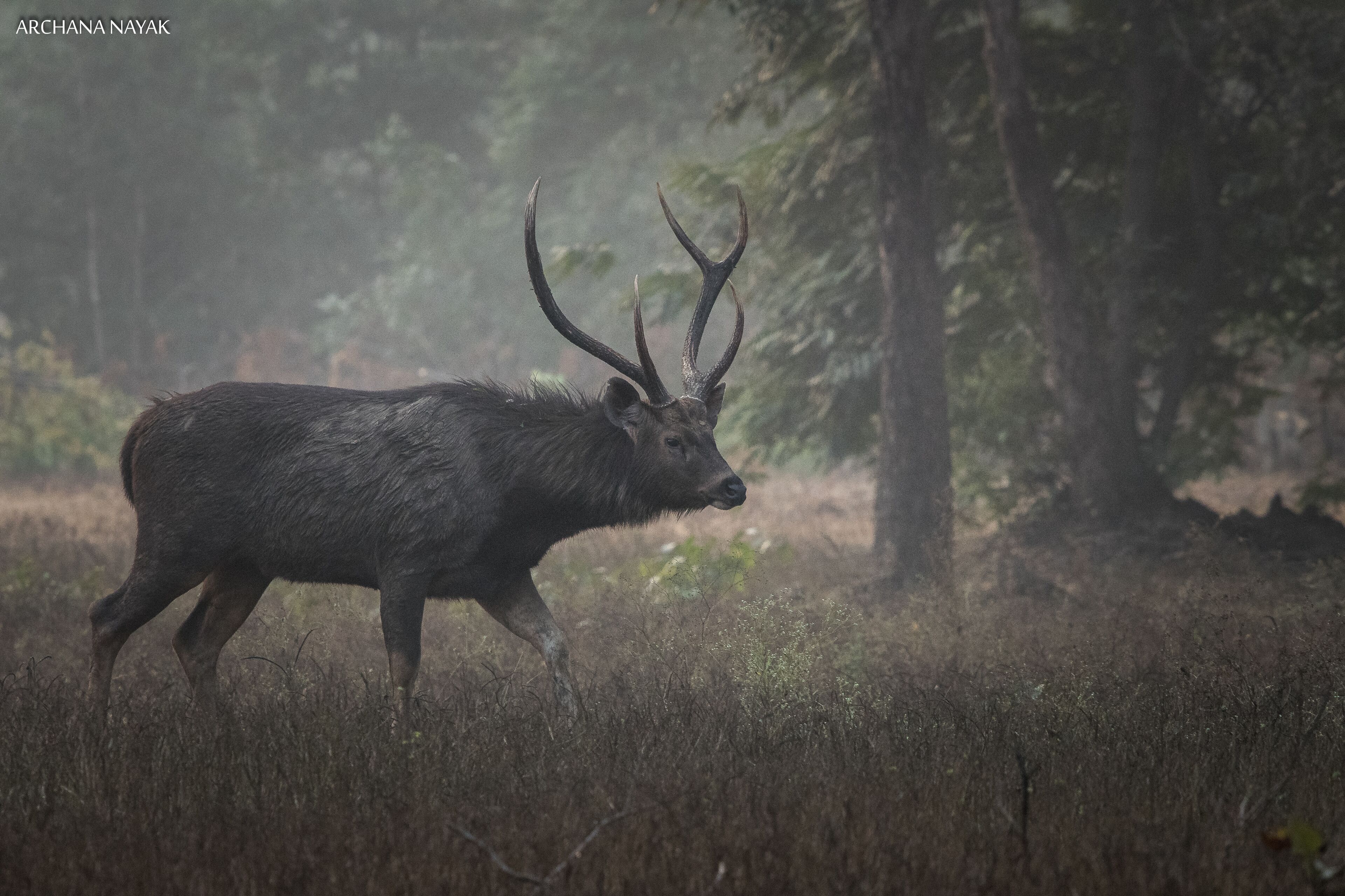 Et hjortedyr i et skovområde.
