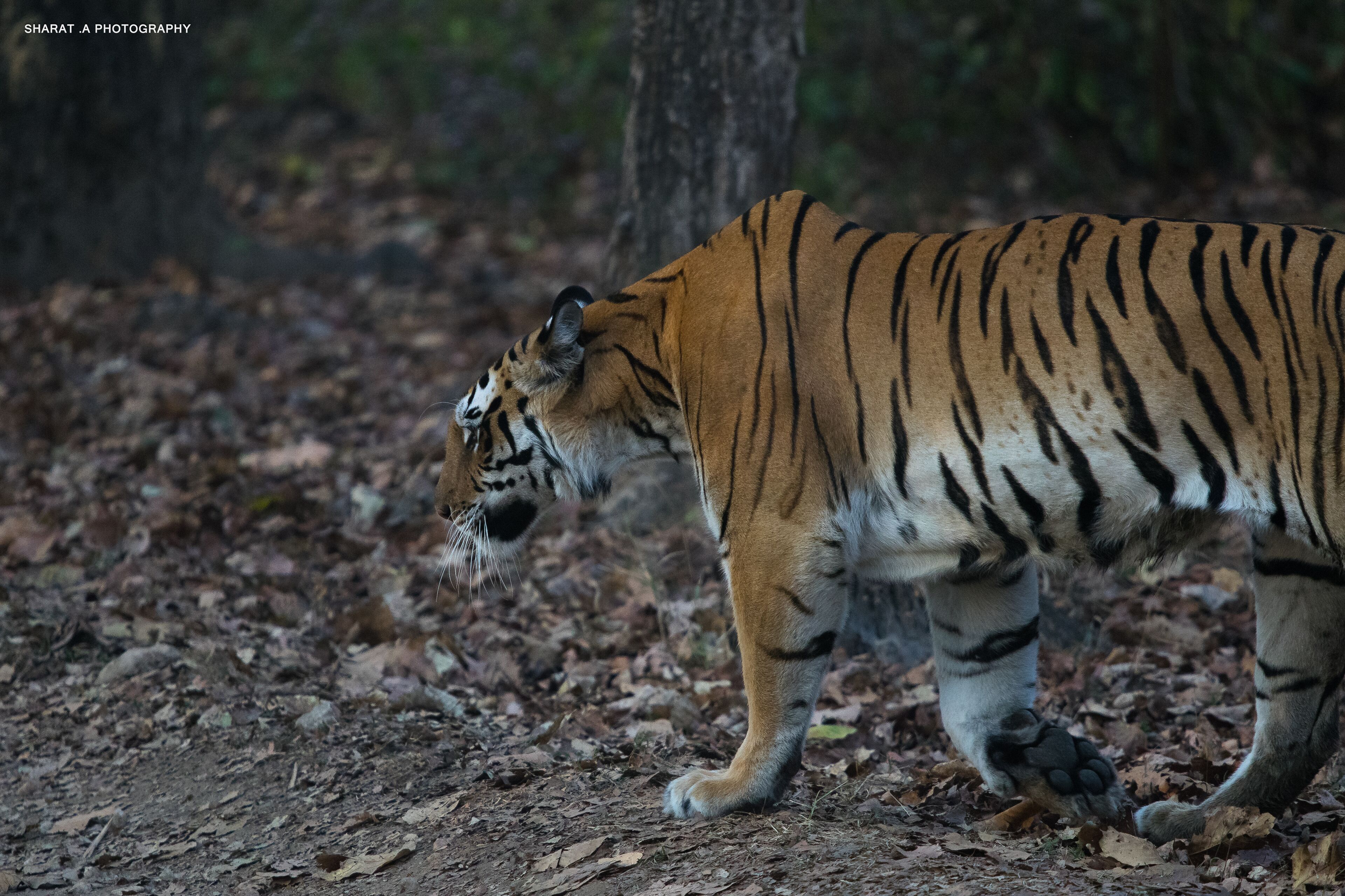 Un tigre caminando en un área boscosa.